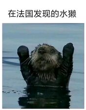 法國水獺.jpg