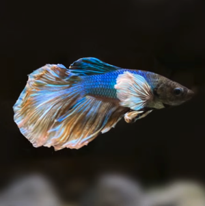 Iekaijoucho no fish.png