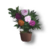 灰燼切花月季的盆栽.png