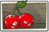 Cherry Bomb Newer Seed Packet.png