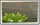 Spikeweed Newer Seed Packet.png