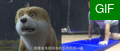 白蛇緣起06.gif