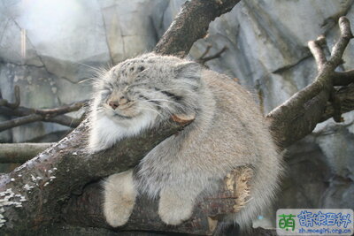 Manul.jpg