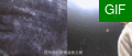 白蛇緣起04.gif