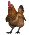 Chicken Brown 2021 CSGO.png