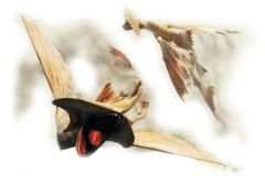 MH4U-Cephalos Render 001.png