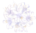 Flower Nerine.png